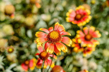 blooming flower with red and yellow petals on a background of a