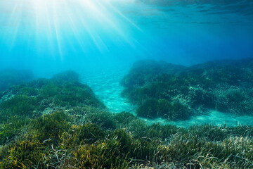Fototapeta na wymiar Sunlight underwater on a seabed with seagrass and sand in the Mediterranean sea, natural scene, Costa Brava, Spain