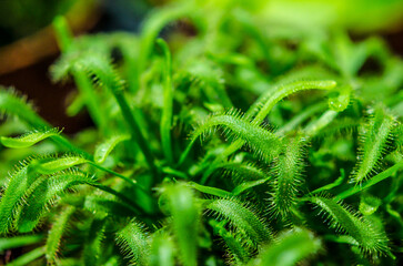 prey plant sundew closeup