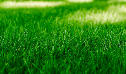 texture of a green grass on a lawn in the park