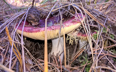 red mushroom in dry grass close up