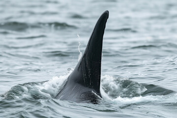 Fototapeta premium Close-up of a dolphin's dorsal fin emerging from water