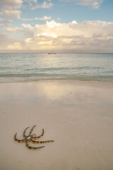 Starfish at Nungwi beach, Zanzibar