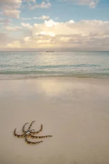 Photo sur Plexiglas Plage de Nungwi, Tanzanie Starfish at Nungwi beach, Zanzibar