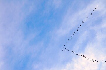 Stado ptaków leci w rzędzie. Ptaki widoczne w oddali.