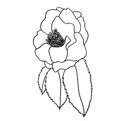 Black and white botanical illustration of a camellia leaf and flower, hand-drawn in a linear style.  for decorating weddings, invitations, postcards, wallpapers, coloring books