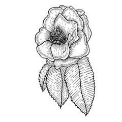 Botanical hand-drawn illustration of a camellia flower in sketch style. for wedding design, invitations, greeting cards, wallpapers.