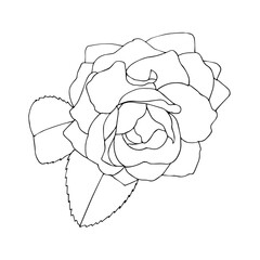 Black and white botanical hand-drawn illustration of a camellia flower in a linear style.  for decorating weddings, invitations, postcards, wallpapers, coloring pages