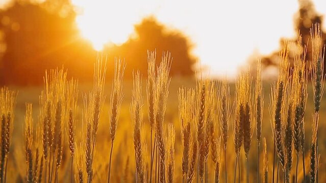 Beautiful gold color sunset at rice field, rice terrace.