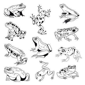 Diverse Frogs Vector Art Collection
