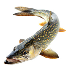 Obraz premium Pike fish isolated on transparent background Generative Ai 