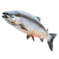 Naklejka premium Salmon fish isolated on transparent background Generative Ai 