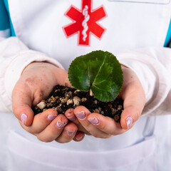 small seedling in the hands of a little girl