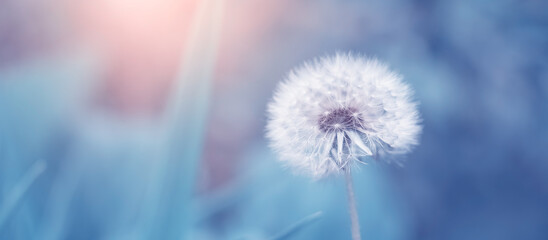 Obraz premium White fluffy dandelion on a blue toned background. Beautiful spring nature banner. Selective focus.
