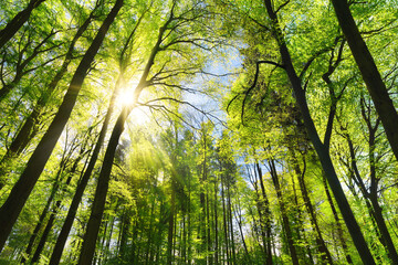 Scenic woodlands canopy with bright green leaves lit by the beautiful sun rays. Tall beech trees on...