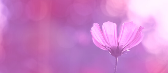 Pink cosmos flower on a beautiful colorful background outdoors. A gentle dreamy image of nature. Selective soft focus, side view. Banner - 746536093