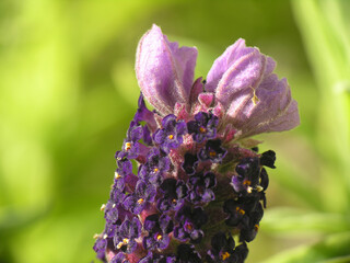 Lavanda