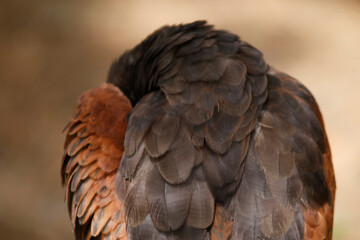Buse de Harris plumage 