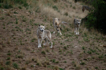 Fototapeta premium Loups du Gévaudan