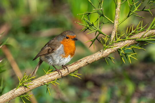 Robin redbreast (Erithacus rubecula) bird a British European garden songbird with a red or orange breast often found on Christmas cards, stock photo image