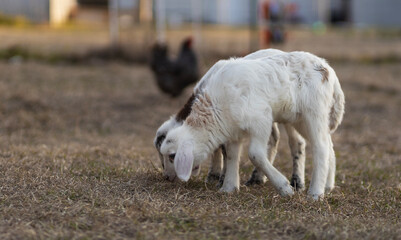 Obraz premium Two white sheep lambs looking for something in the grass