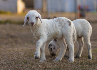 Fototapeta premium Prancing young white sheep lamb