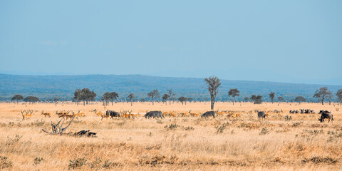 Zebras, wildebeest and Impalas in Mikumi national park