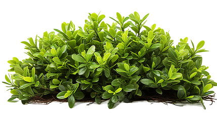 Obraz premium Clean and vibrant shrub isolated on white for easy integration. Download the PNG file for a clutter-free and professional look