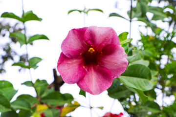 Obraz premium Pair of purple Allamanda (Allamanda blanchetii) flower is blooming on the branch. As ornamental plant. Semi-climbing shrub. Petals are purple-red or purplish-pink. Base of petals is dark purple tube.