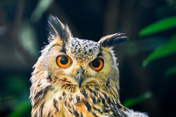 Portrait of an eagle owl. Animal in close-up. Bubo bubo. Bird with orange eyes.
