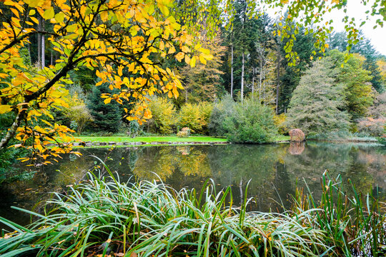 Landscape at the forest lake near Haslach in the Kinzigtal. Nature in autumn by the lake.
