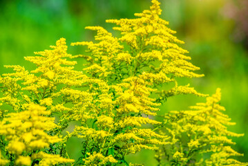 Goldenrod yellow flowers on a green natural background
