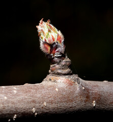 Swollen buds of an apple tree on a branch in spring. Macro