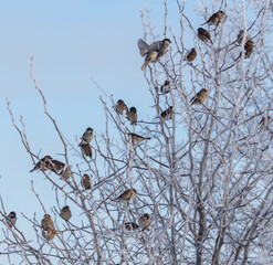 Sparrows on snowy tree branches in winter
