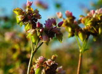 Buckwheat on the sunny field. Macro photo.