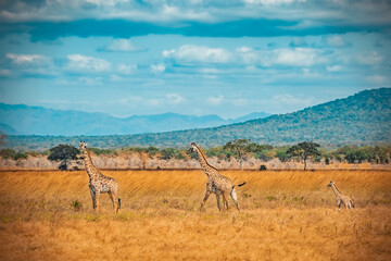 Wild Giraffes in Mikumi national park