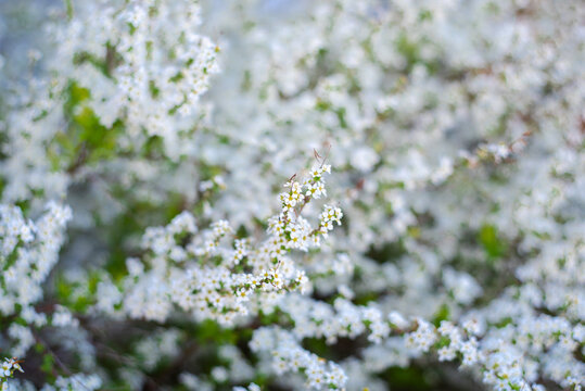 Selective focus Thunberg Spirea or Spiraea Thunbergii bush blossom, flurry of small white flowers appears very early Spring, Dallas, Texas, dwarf compact shrub vigorous flower cover arching stems