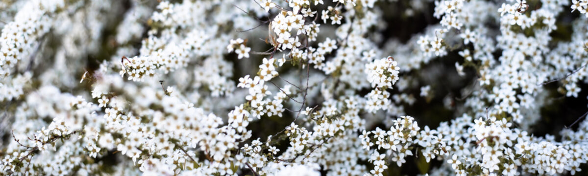 Panorama arching branches stems carry Thunberg Spirea or Spiraea Thunbergii bush blossom, flurry of small white flowers appears early Spring, Dallas, Texas, dwarf compact shrub vigorous flower