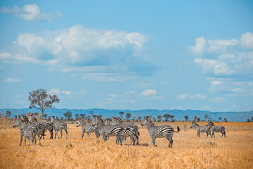 African Zebras in Mikumi national park