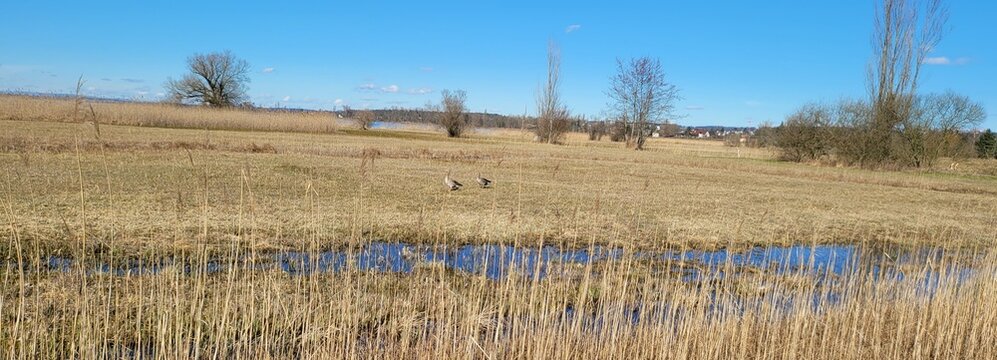 Fotografie Uster Naturstation Silberweide