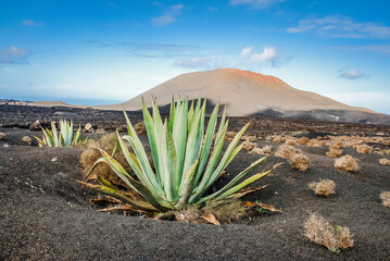 agave su terreno di lava con sfondo vulcano
