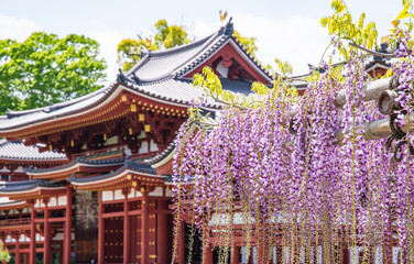 満開の藤と寺