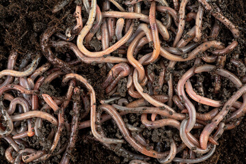 Garden compost and worms - earthworms in black soil, top view. Recycling plant and kitchen food waste into a rich fertilizer. - obrazy, fototapety, plakaty