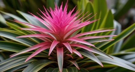  Vibrant pink flower blooming amidst lush green leaves