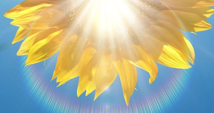 Sunflower petals are like rays of sunshine, energy of flower
