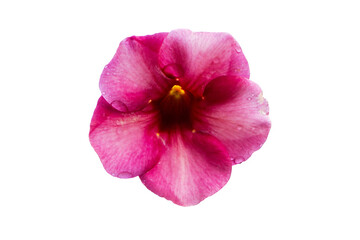 Pair of purple Allamanda (Allamanda blanchetii) flower is blooming isolated on cut out PNG or transparent background. Petals are purple-red or purplish-pink. Base of petals is dark purple tube.