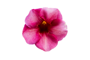 Pair of purple Allamanda (Allamanda blanchetii) flower is blooming isolated on cut out PNG or transparent background. Petals are purple-red or purplish-pink. Base of petals is dark purple tube.