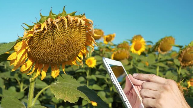 Agricultural worker takes video on tablet PC. Man films sunflower. Agronomist stands at field of sunflowers and uses tablet computer. Quality control of ripening of sunflower seeds before harvest