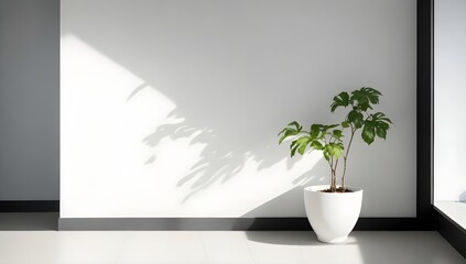 Modern interior with a window, white wall with sunlight and green plant in white vase