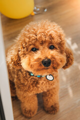 A small ginger poodle sitting on the floor near the big window on sunny day. Top view